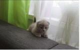 Chaton a donner... ANNONCES Bazarok.fr