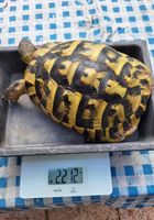 Tortue juvénile boeggeteri... ANNONCES Bazarok.fr